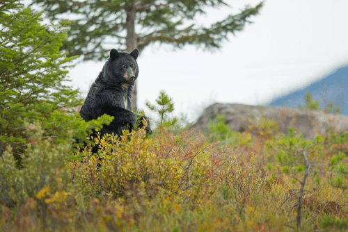 black bear wandering the smoky mountains